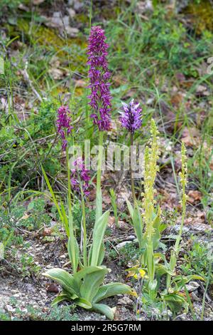 Monkey x Man Hybrid Orchid (Orchis simia x O. anthopophora) accanto alle orchidee madri, scimmia orchidea e uomo orchidea, Umbria, Italia, Europa Foto Stock