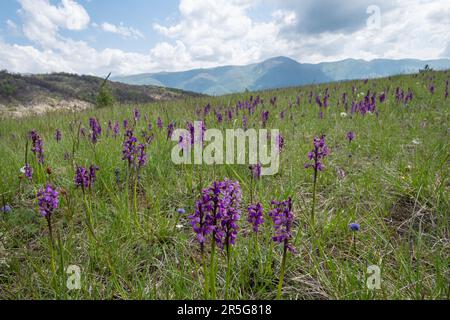 Orchidee ad ali verdi (Anacamptis morio) nel paesaggio naturale dell'Appennino, Italia Centrale, Europa, nel mese di maggio Foto Stock