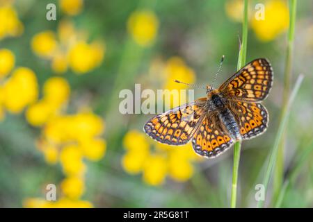 Farfalla fritta di palude (Euphydryas aurinia) Foto Stock