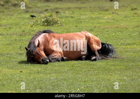 Un pony di castagno della Nuova Foresta adagiato sull'erba sotto il sole Foto Stock