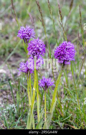 Neotinea tridentata, l'orchidea a tre denti, nell'Italia centrale nel Parco Nazionale dei Sibillini nel mese di maggio in Europa Foto Stock