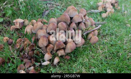 Un gruppo di funghi in una foresta irlandese Foto Stock