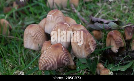 Primo piano dei gruppi di funghi in Irlanda Foto Stock