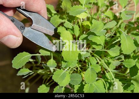 Gabbia da taglio con taglierine da giardino in un giardino. Crescione che cresce in un vaso di vetro dorato in argento Foto Stock