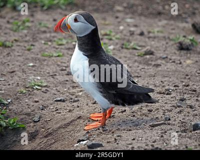 Le ali diffondono il Puffin Atlantico (Fratercula artica) in volo con il becco pieno di cicerelli sulle Isole Farne, Northumbria, Inghilterra, Regno Unito Foto Stock