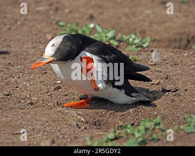 Le ali diffondono il Puffin Atlantico (Fratercula artica) in volo con il becco pieno di cicerelli sulle Isole Farne, Northumbria, Inghilterra, Regno Unito Foto Stock