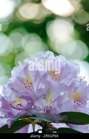 Magnifico rhodendron (rhodendron) fiore con bella bokeh, maggio, Germania Foto Stock