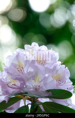 Magnifico rhodendron (rhodendron) fiore con bella bokeh, maggio, Germania Foto Stock