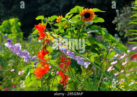 Giardino della fattoria con fiori vari in fiore Foto Stock
