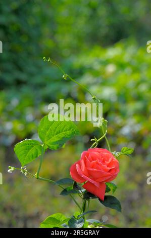 Rosa arancione singola circondata da fagiolo Foto Stock