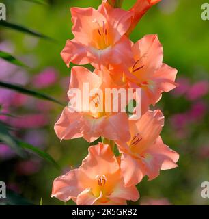 Gladiolus fioritura nel giardino, Gladiolus spada giglio (Gladiolus) Foto Stock