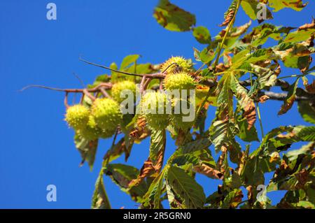 Castagno di cavallo sull'albero, castagno di cavallo (esculus hippocastanum), castagno di cavallo comune, castagno di cavallo bianco Foto Stock