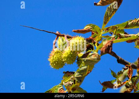 Castagno di cavallo sull'albero, castagno di cavallo (esculus hippocastanum), castagno di cavallo comune, castagno di cavallo bianco Foto Stock