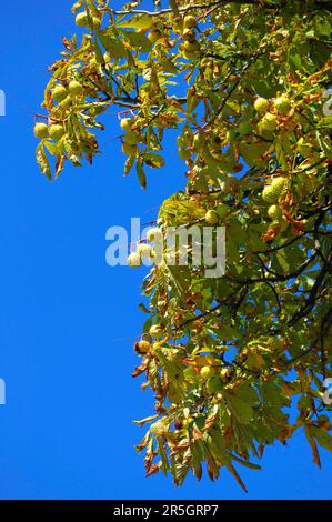 Castagno di cavallo sull'albero, castagno di cavallo (esculus hippocastanum), castagno di cavallo comune, castagno di cavallo bianco Foto Stock