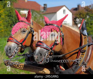 Musikverein OElbronn al festival del raccolto, sfilata, carro del raccolto con cavalli, Haflinger Foto Stock