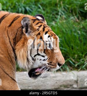 Una tigre affamata alla ricerca di cibo in uno zoo privato, in Italia Foto Stock