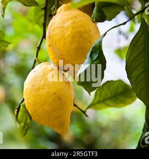 Il limone sulla struttura ad albero in Costiera Amalfitana, tipica località italiana per questo frutto Foto Stock