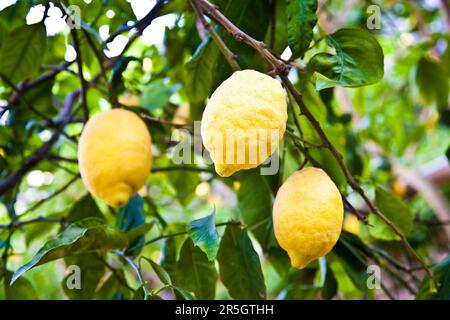 Il limone sulla struttura ad albero in Costiera Amalfitana, tipica località italiana per questo frutto Foto Stock