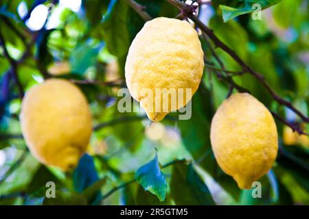 Il limone sulla struttura ad albero in Costiera Amalfitana, tipica località italiana per questo frutto Foto Stock