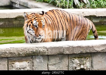 Una tigre affamata alla ricerca di cibo in uno zoo privato, in Italia Foto Stock