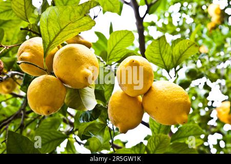 Il limone sulla struttura ad albero in Costiera Amalfitana, tipica località italiana per questo frutto Foto Stock