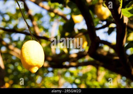 Il limone sulla struttura ad albero in Costiera Amalfitana, tipica località italiana per questo frutto Foto Stock