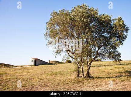 Tarquinia, Italia. Questo è l'ingresso di una tomba etrusca (circa 470 a.C.) Attraverso uno stretto corridoio che conduce al piano inferiore si ha accesso al Foto Stock