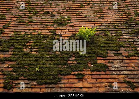 Fern cresce sul muschio sul tetto Foto Stock