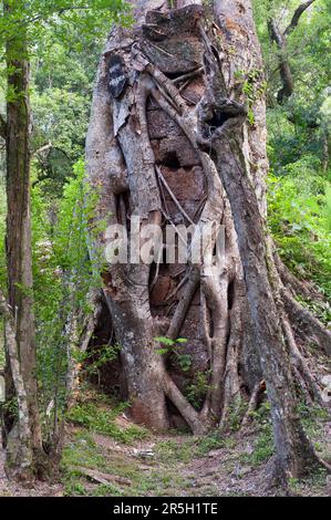 Fico, riduzione gesuita nuestra Senora de Loreto, Provincia di Misiones, Argentina, radici Foto Stock