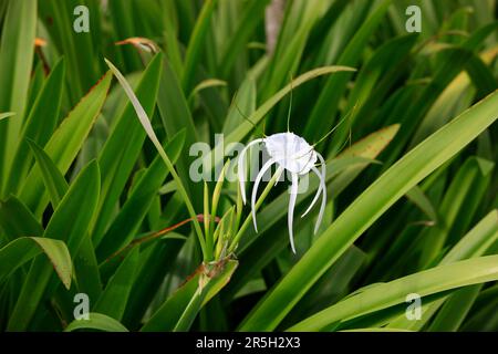Giglio di ragno, Kota Kinabalu, Sabah, Borneo, Malysia (Hymenocallis occidentalis) Foto Stock