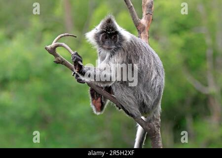 Scimmia foglia d'argento, Baia di Labuk, Sabah, Borneo (Presbytis cristatus), argenty argenty lutung (Trachypithecus cristatus), Malesia Foto Stock