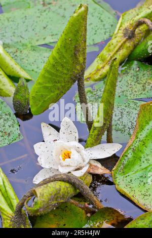 Giglio di acqua bianca (Nymphaea alba) con afidi, bassa Sassonia, Germania, afide Foto Stock