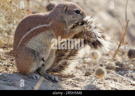 Cape Ground Squirrel (Xerus inauris), Kgalagadi Transfrontier Park, Sud Africa /, coda Foto Stock