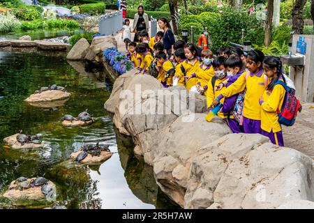 Un gruppo di bambini della scuola in una visita al Parco di Hong Kong guardando i Terrapins, Hong Kong, Cina. Foto Stock