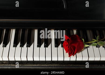 Bella rosa rossa su tasti piano. Musica romantica Foto Stock