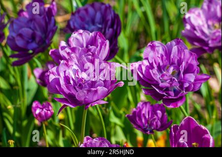 Tulipano "Blue Diamond" (Tulipa). Nome comune: Double Late Tulip. Giardino botanico del New England a Tower Hill, Boylston, Massachusetts Foto Stock