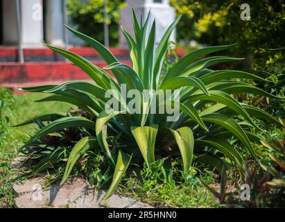 Pianta di agave polpo isolata nel giardino. Primo piano dell'impianto Agave. Foto Stock