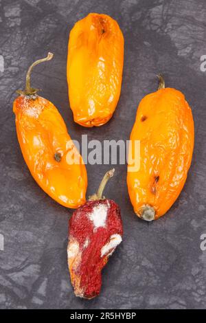 Vecchio rugoso peperoni con stampo, concetto di malsano e cibo disgustoso Foto Stock