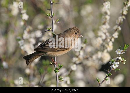 Rosefinch, giovane maschio seduto tra fiori bianchi Foto Stock