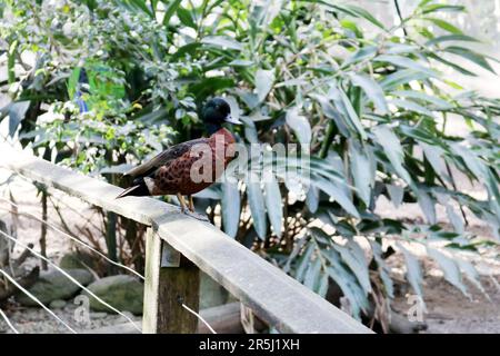 Maschio castanea (Anas castanea) seduto su una ringhiera : (pix Sanjiv Shukla) Foto Stock