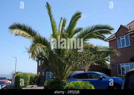 albero di palma di fronte al giardino di proprietà residenziale, broadstairs città sul mare, kent orientale, regno unito 2023 giugno Foto Stock