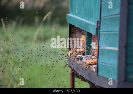 Sciame di api di fronte all'alveare Foto Stock