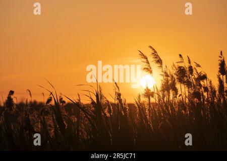 Canne retroilluminate al tramonto in primavera Foto Stock