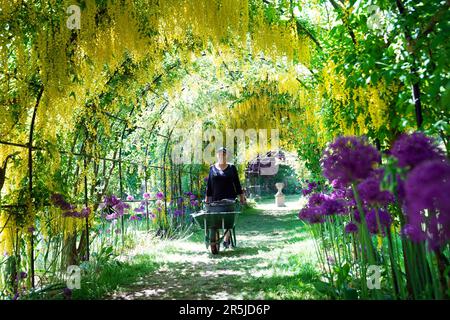 Il giardiniere Nicola Bentham, tende all'arco del laburnum nei terreni della Seaton Delaval Hall del National Trust nel Northumberland. Data immagine: Sabato 3 giugno 2023. Foto Stock