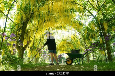 Il giardiniere Nicola Bentham, tende all'arco del laburnum nei terreni della Seaton Delaval Hall del National Trust nel Northumberland. Data immagine: Sabato 3 giugno 2023. Foto Stock
