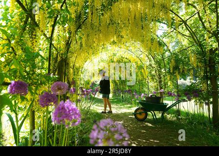 Il giardiniere Nicola Bentham, tende all'arco del laburnum nei terreni della Seaton Delaval Hall del National Trust nel Northumberland. Data immagine: Sabato 3 giugno 2023. Foto Stock