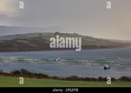 Pesce salmone farm. Hordaland, Norvegia. Foto Stock