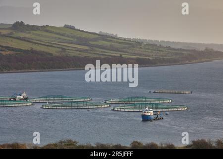 Pesce salmone farm. Hordaland, Norvegia. Foto Stock