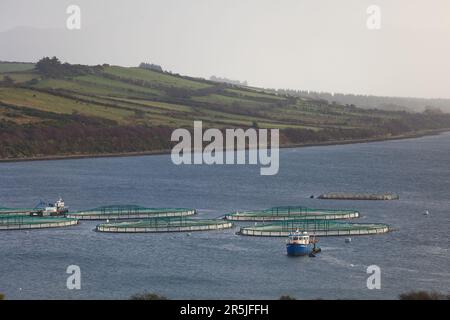 Pesce salmone farm. Hordaland, Norvegia. Foto Stock