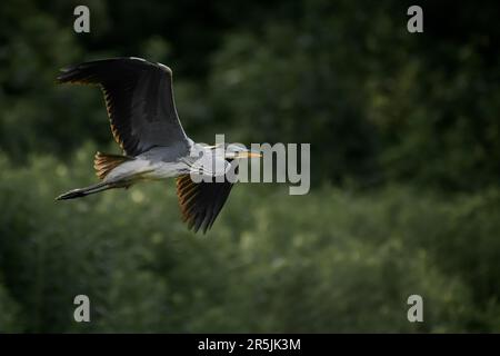 Heron in volo visto dal lato Foto Stock